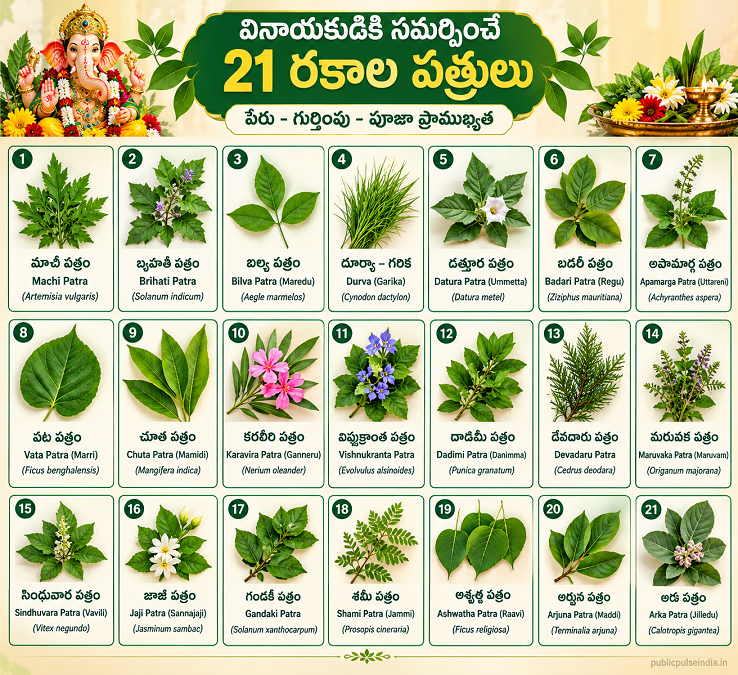వినాయక చవితి 2026లో గణపతి పూజకు సమర్పించే 21 రకాల పత్రులు.వినాయక చవితి పూజలో గణపతికి సమర్పించే 21 రకాల పత్రులు – పేర్లు, ప్రాముఖ్యత మరియు గుర్తింపు వివరాలు.వినాయక చవితి 2026 సందర్భంగా శ్రీ గణేశుడికి సమర్పించే 21 రకాల పత్రులను చూపించే ఫీచర్ చిత్రం. గరిక, మారేడు, మామిడి, జమ్మి, రావి, జిల్లేడు తదితర పత్రుల పేర్లు మరియు పూజా సంప్రదాయంలో వాటి ప్రాముఖ్యత గురించి ఈ కథనంలో వివరించబడింది.